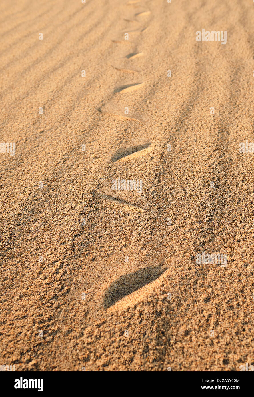 Un serpent track / pistes sur le sable du désert d'or Banque D'Images