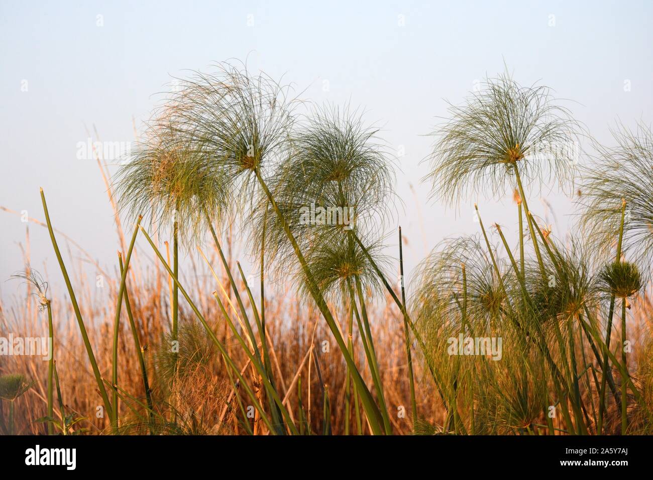 L'herbe de papyrus Cyperus papyrus de plus en plus sur la banque du Delta de l'Okavango au Botswana de plantes à fleurs aquatiques Panhandle Banque D'Images