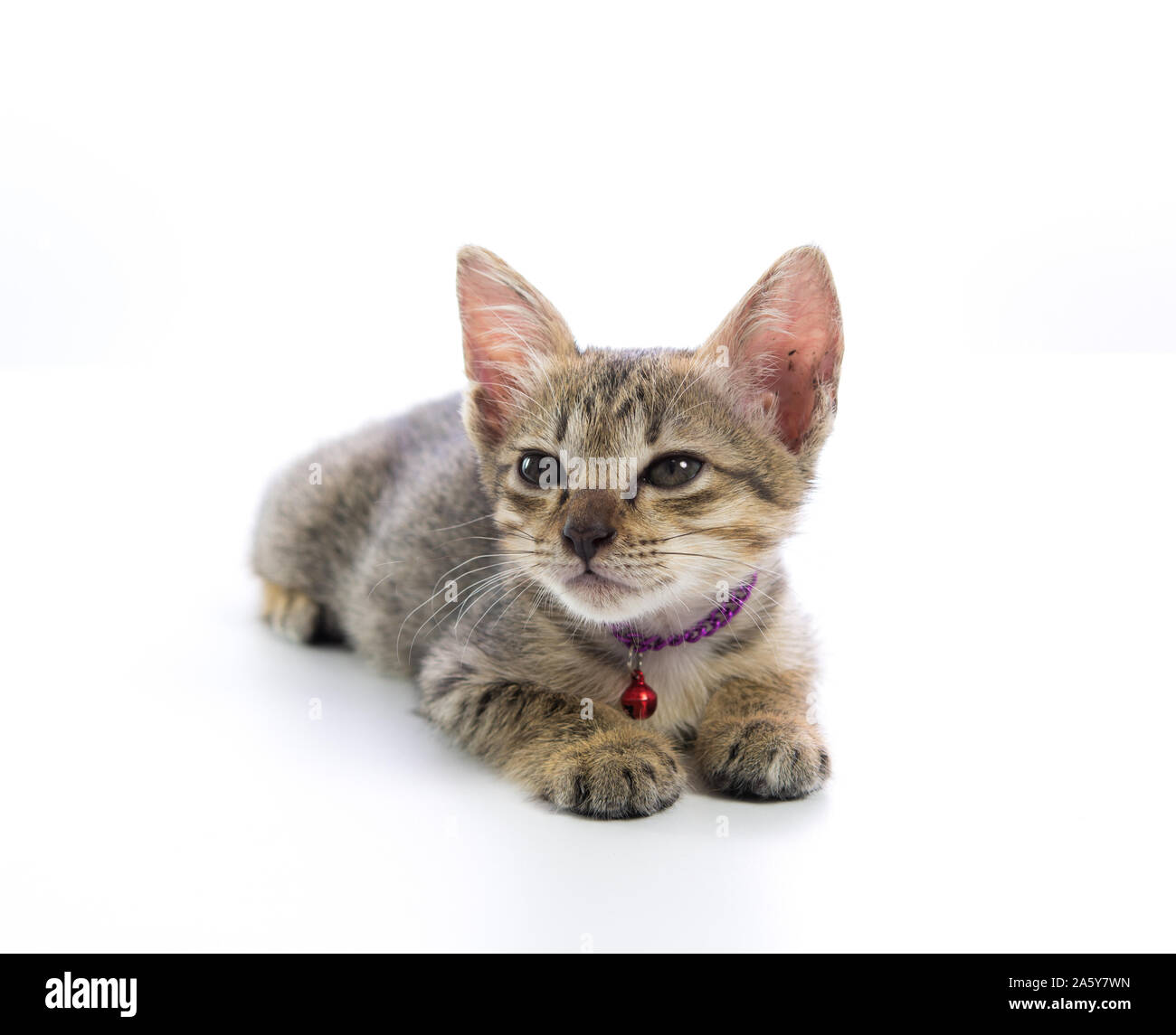 Cute kitten tabby isolé sur fond blanc plus Banque D'Images