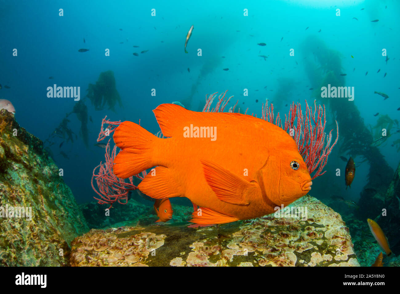 L'Hypsypops rubicundus, Garibaldi, est le poisson de l'état de Californie. Cet individu est représentée dans une forêt de varech géant, Macrocystis pyrifera, de Banque D'Images