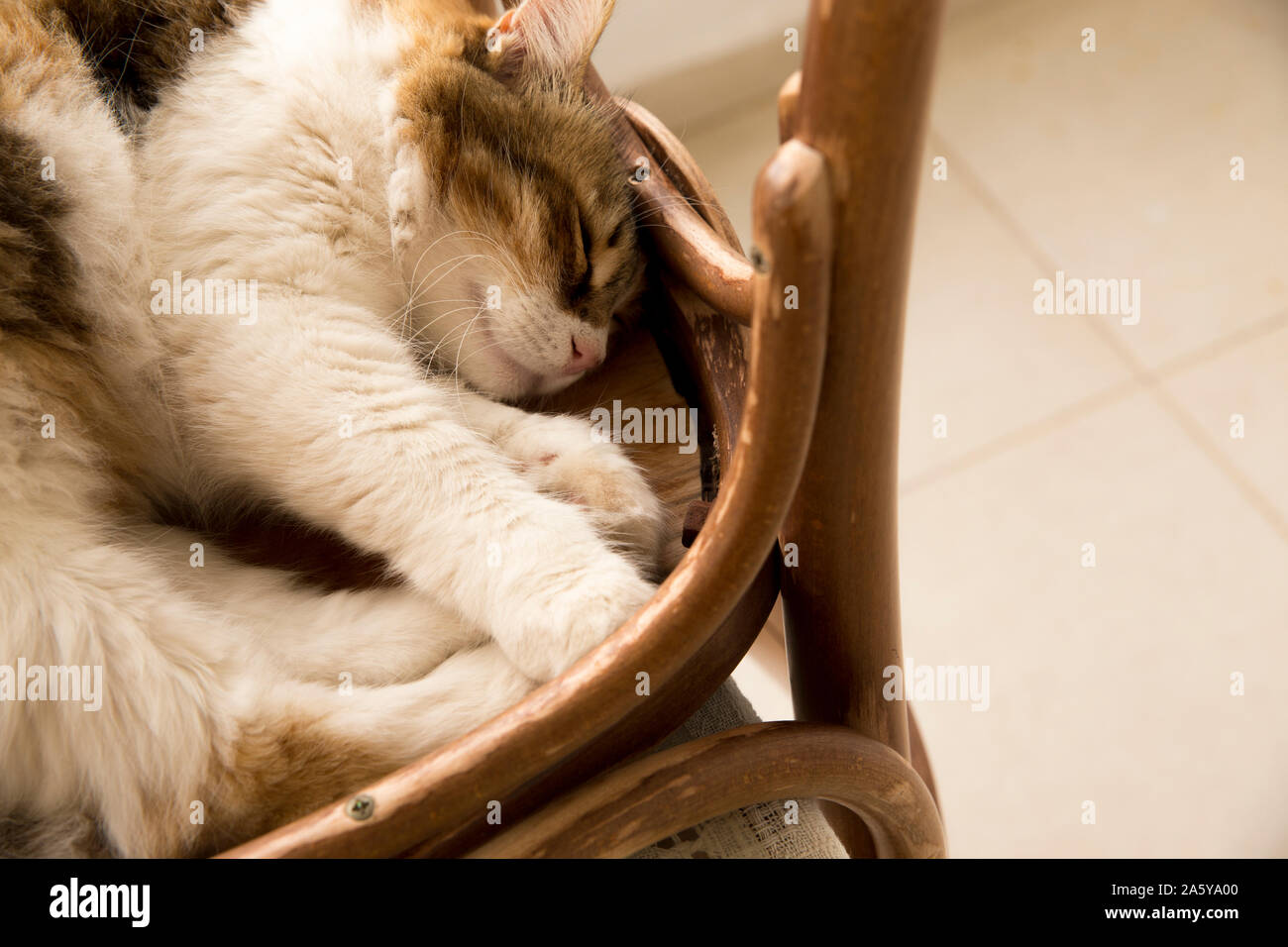 Close up high angle view of a beautiful chat calico profiter de dormir sur une chaise rustique avec quelques copier l'espace. Banque D'Images
