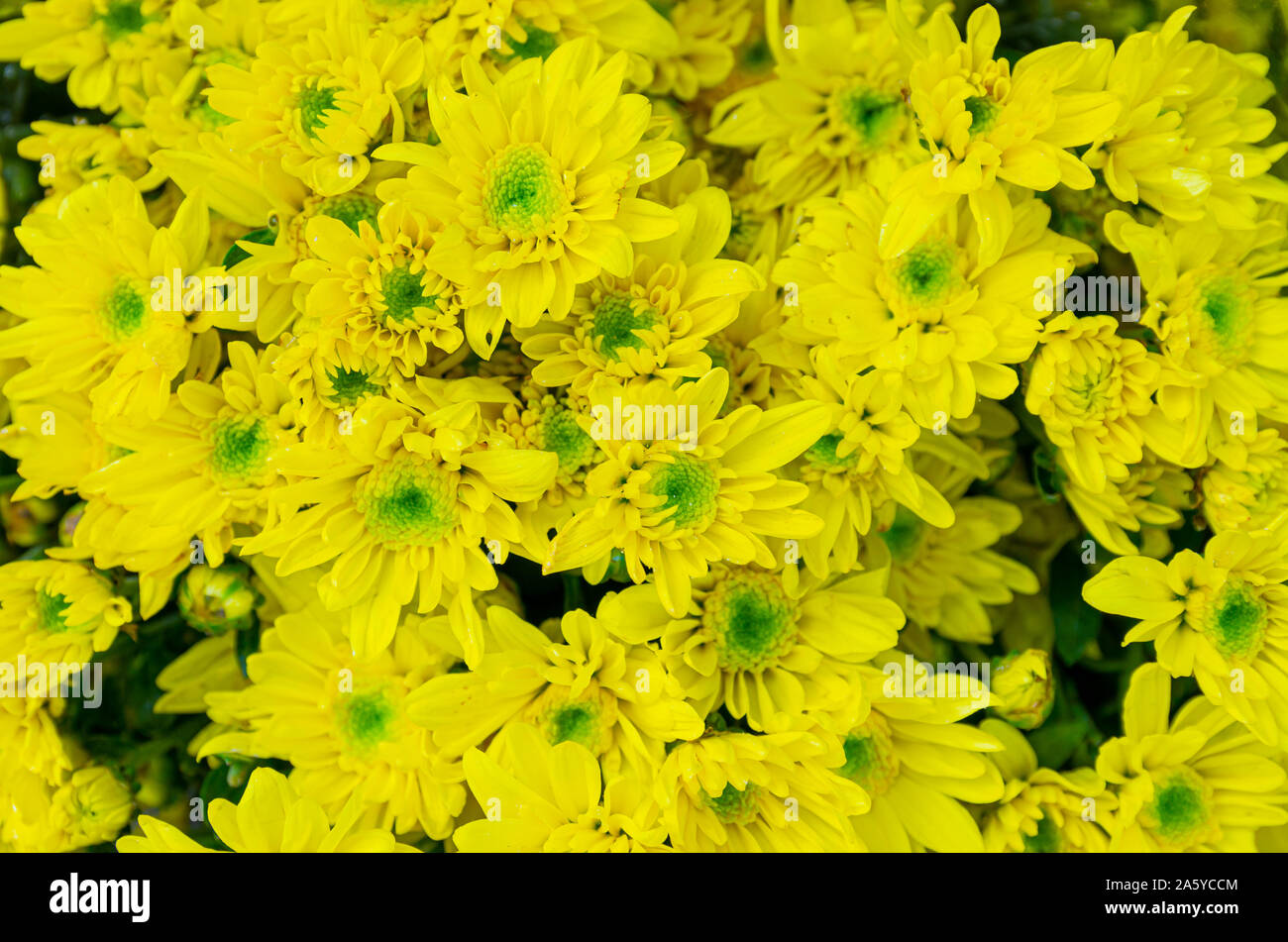 Bouquet de marguerites du fleuriste (Chrysanthemum morifolium) - close up Banque D'Images