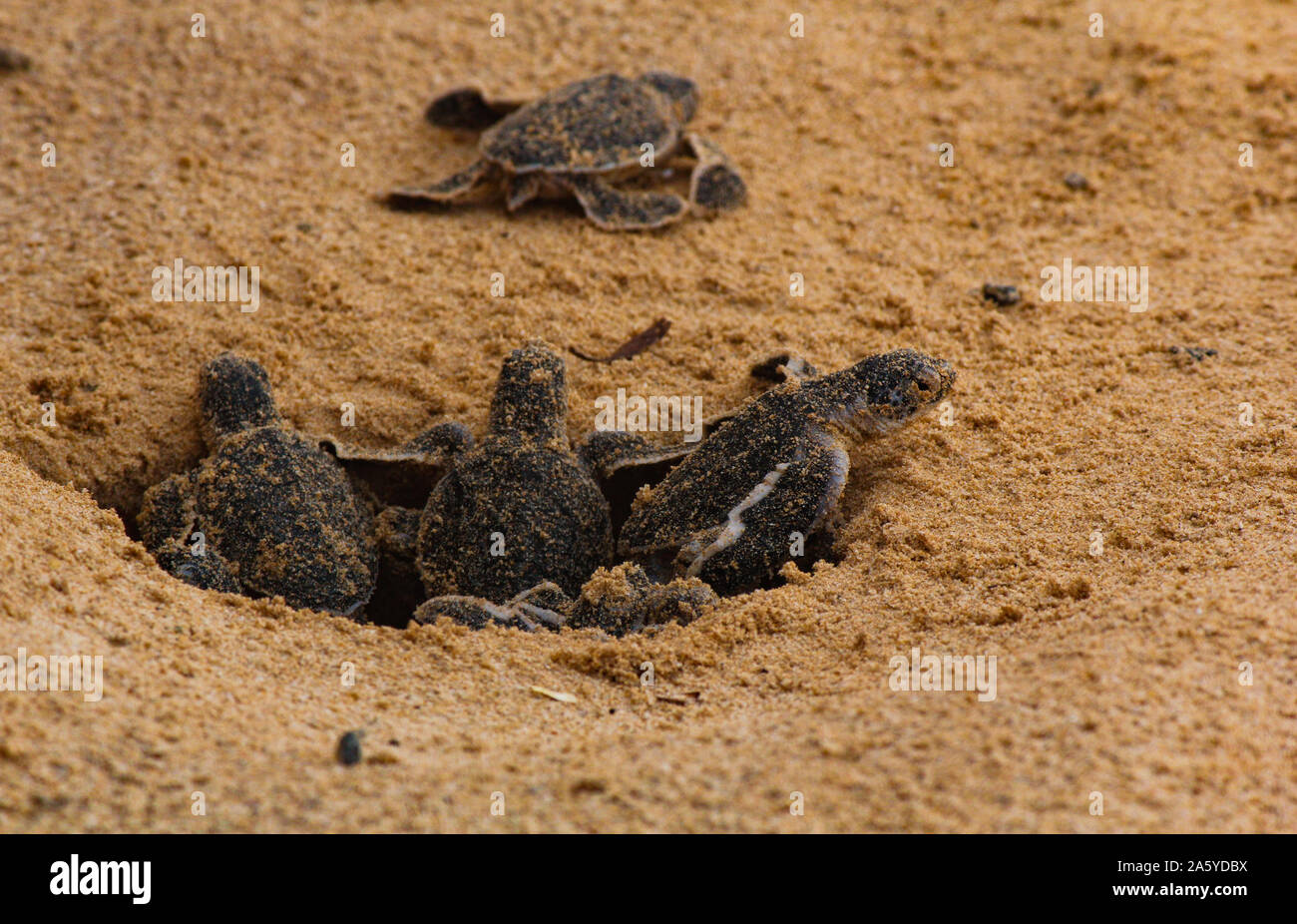 Bébé tortue de mer l'éclosion. Un jour les tortues de mer à Hikkaduwa dans la ferme des tortues.,Sri Lanka . Bébé tortue caouanne mer Banque D'Images