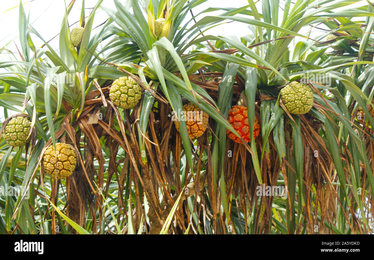 Partie non comestible des fruits tropicaux ou pandan pandanus qui pousse à partir de palmiers au Sri Lanka. Arbre généalogique de Pandan. Arbre généalogique de pandanus, Pandanus Palm, Citrifolia Fruits. S Banque D'Images