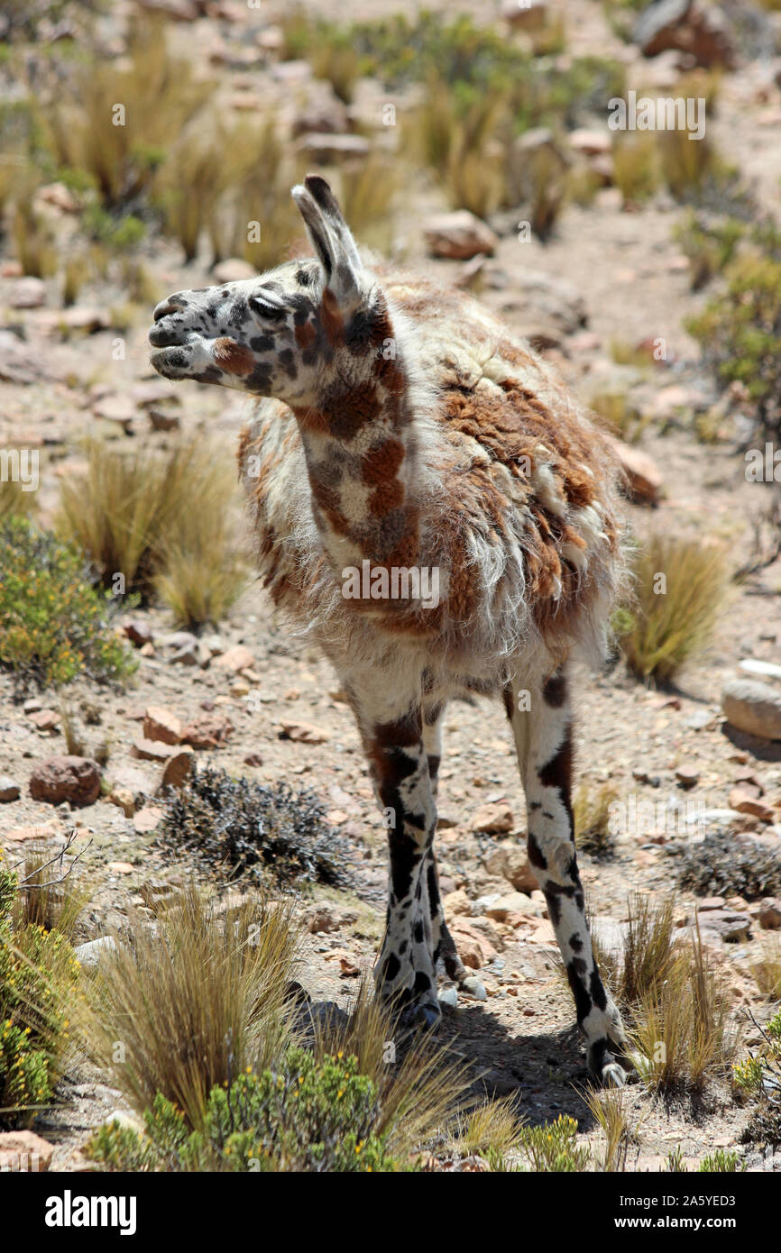 Le lama (Lama glama) avec marquages de camouflage, Pérou Banque D'Images