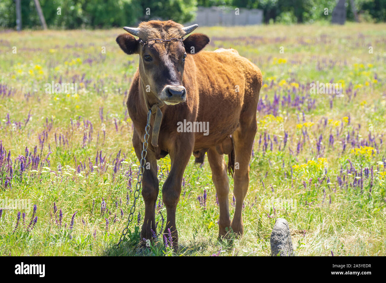 Portrait complet du corps de jeune taurillon enchaîné sur prairie d'été Banque D'Images
