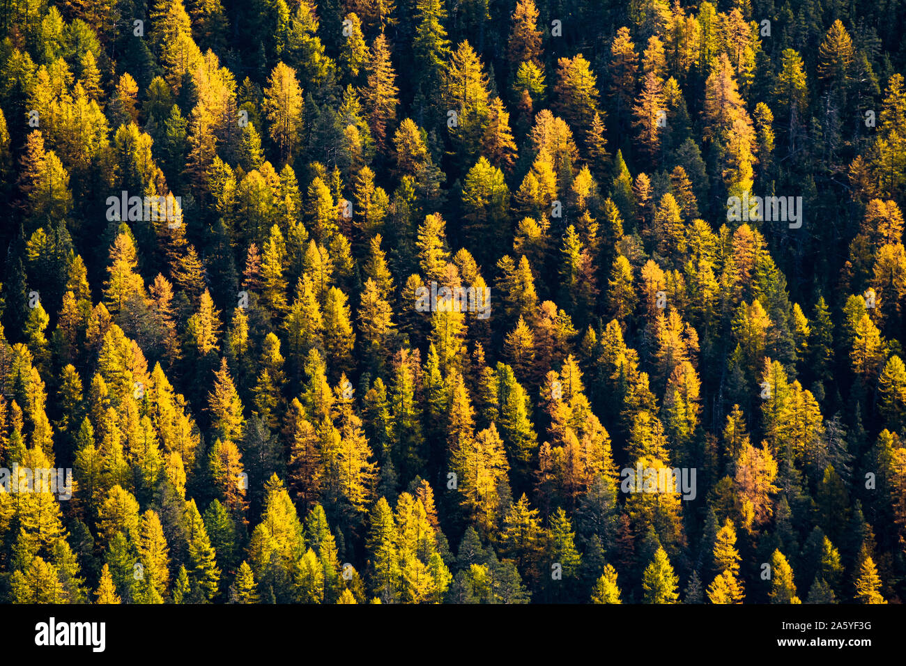 Avec la forêt de mélèzes d'automne dans le Parc National Suisse Banque D'Images