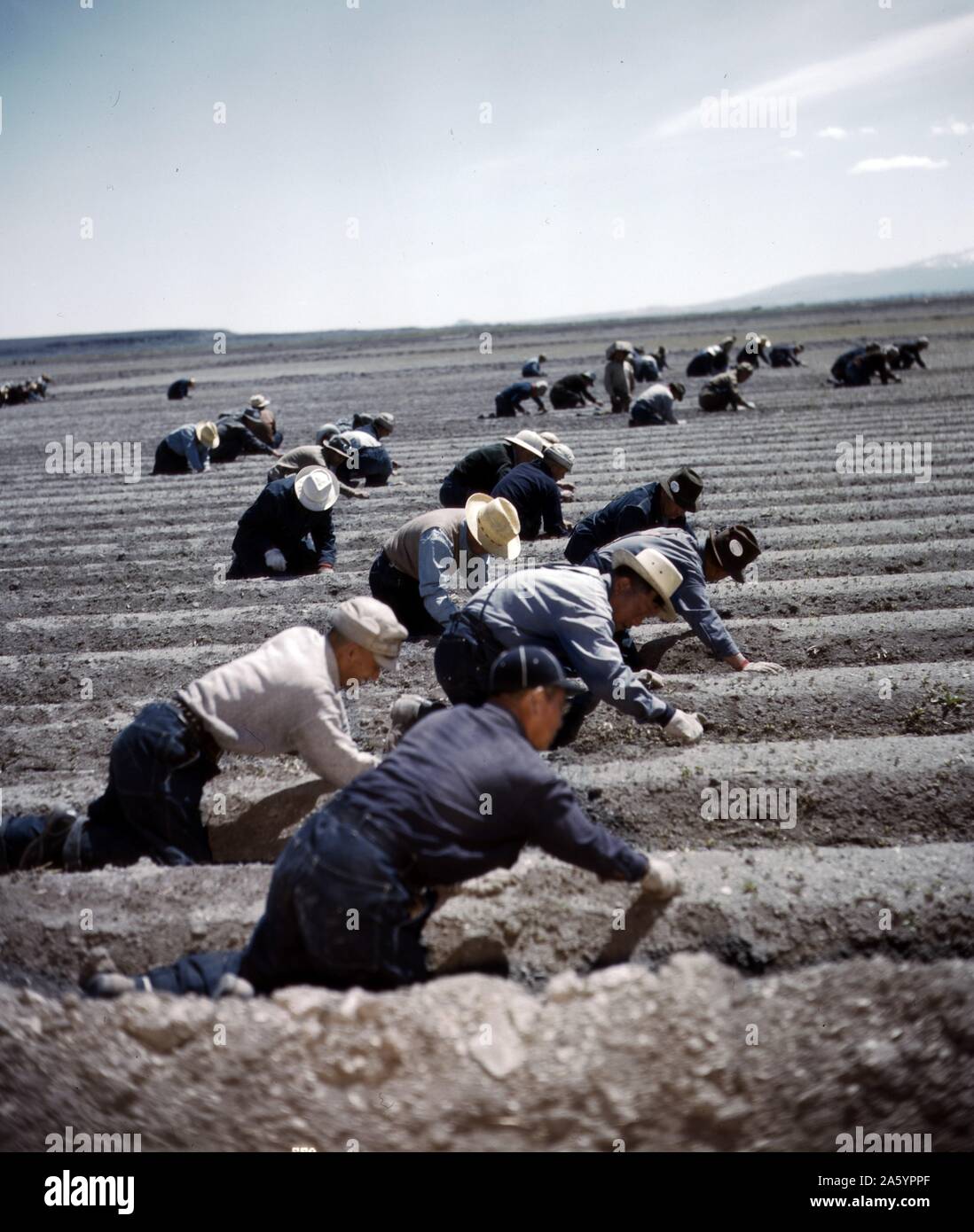 Camp Japonais-américain, évacuation d'urgence de la guerre, le lac Tule Centre de réinstallation, Newell, en Californie. 1943 Banque D'Images