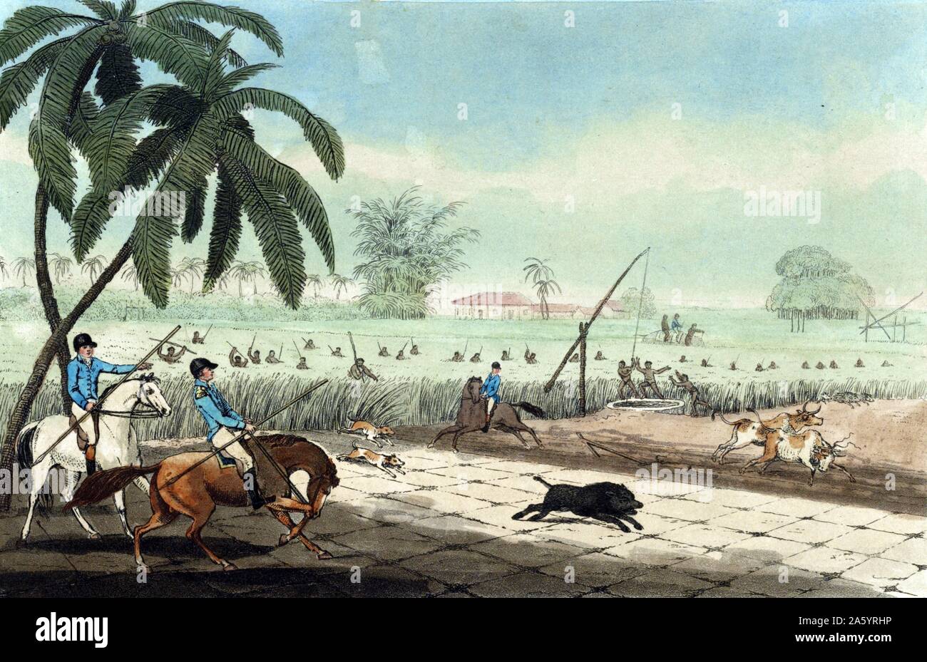 Battre le sucre-cannes pour un porc par Samuel Howitt, 1765 ?-1822, artiste 1807 gravure et aquatinte., colorées à la main, montre trois hommes à cheval, portant des lances, en attente, comme la canne à sucre battre systématiquement les autochtones avec le bambou et le personnel, à l'aide de deux chiens, conduire un porc sauvage de couvrir les l'attente des chasseurs. Également montré sont deux boeufs attelés à une charrue, fuyant pour leur propre sécurité, et d'Autochtones autour d'un puits d'irrigation au bord de la champ de canne Banque D'Images