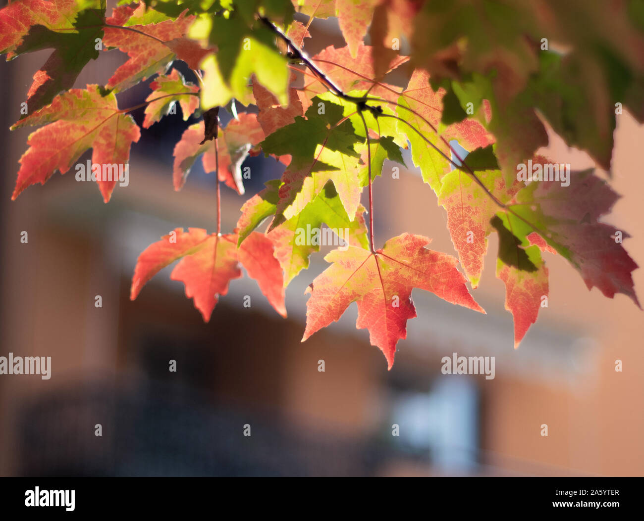 Milan - Italie. Décoration de couleurs de l'automne les feuilles d'un parc de la ville Banque D'Images