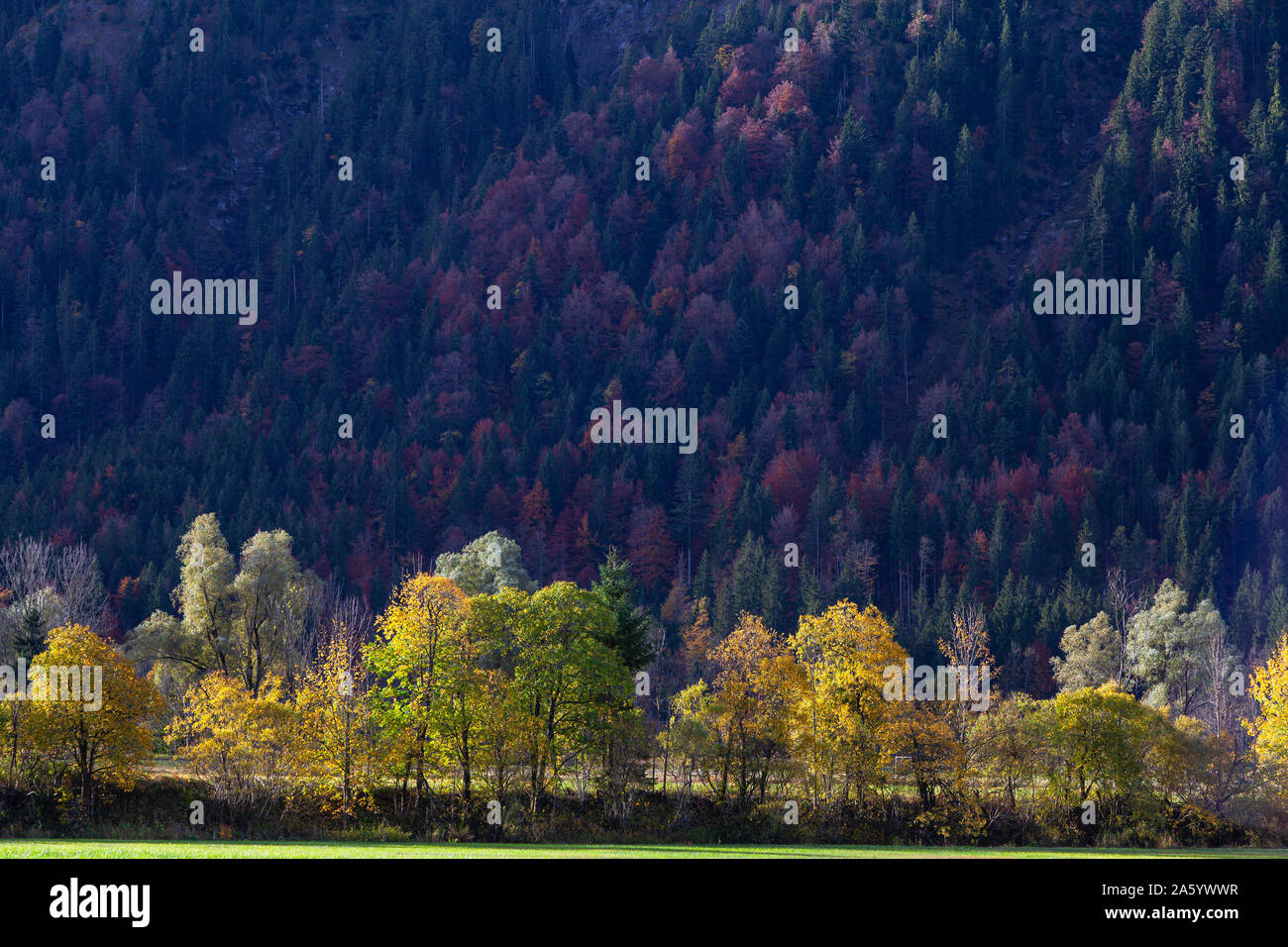 Dans les Alpes de la forêt dans une vallée sur un jour d'automne en octobre en Bavière Banque D'Images