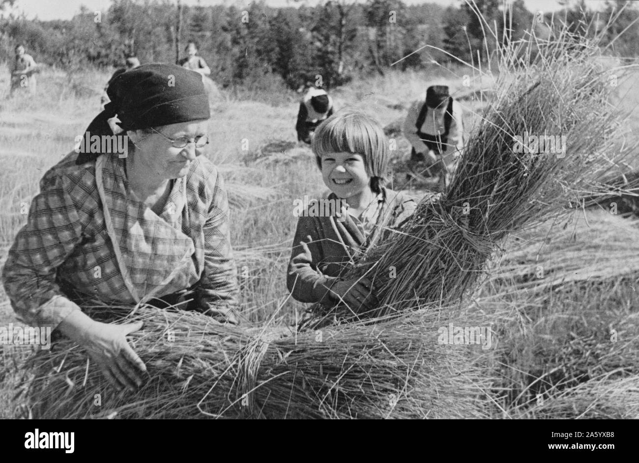Photographie d'époque de récolte à une exploitation collective de l'URSS. Datée 1942 Banque D'Images