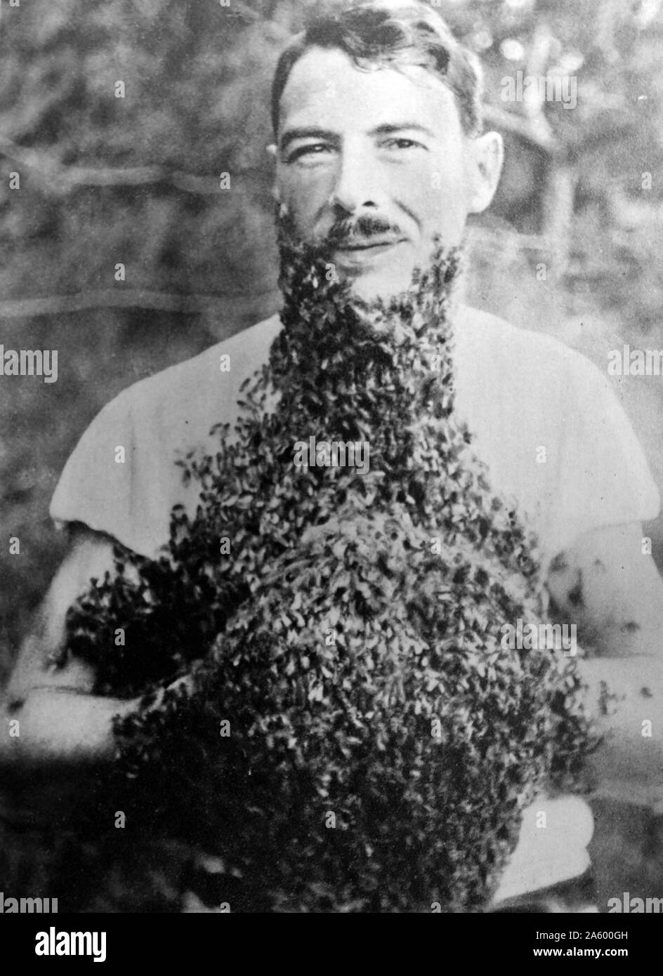 Homme avec une barbe d'abeilles. L'année 1930. Bee bearding est la pratique du port de plusieurs centaines d'abeilles à miel sur le visage Banque D'Images