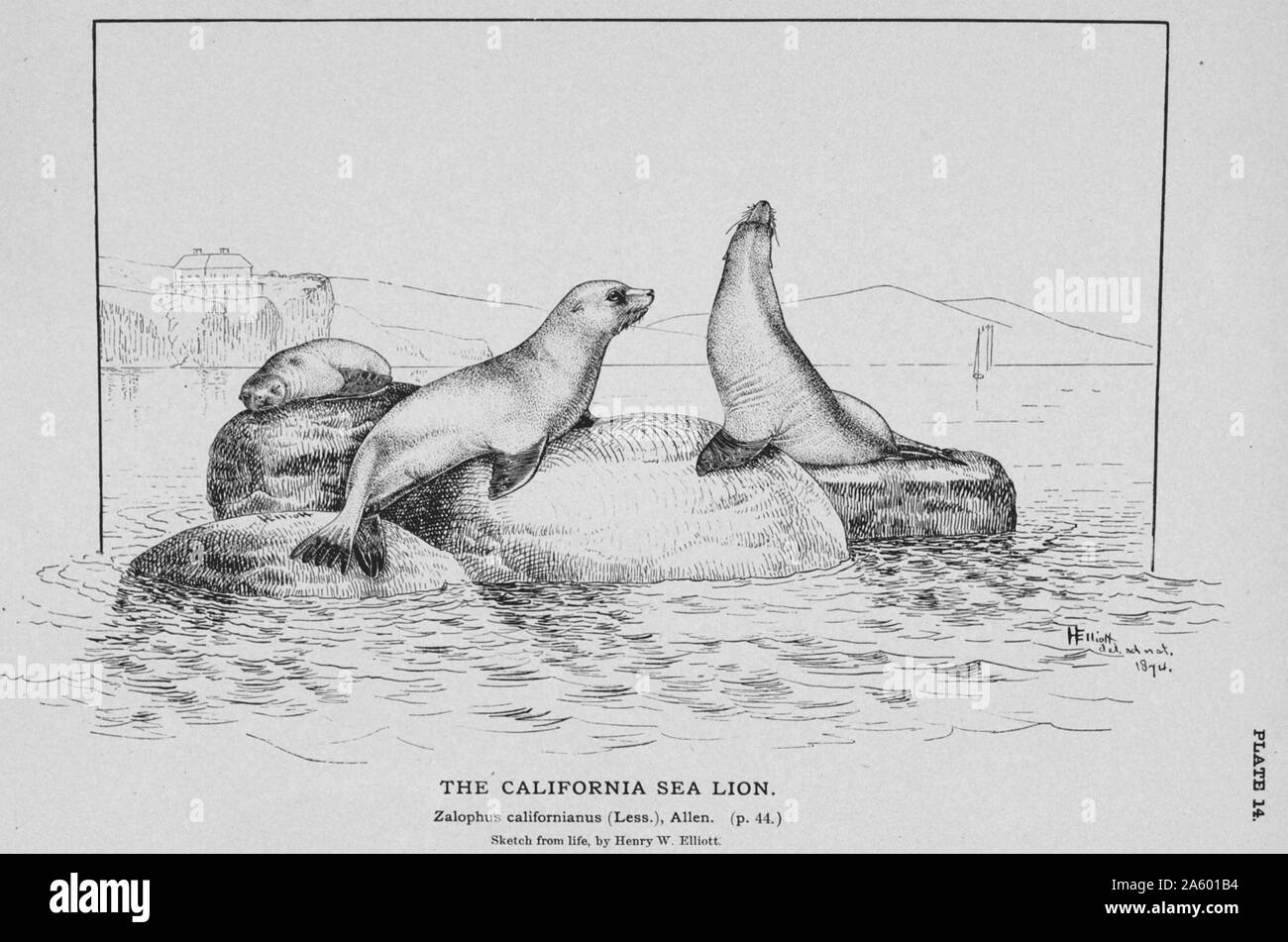 L'otarie de Californie (Zalophus californianus) 1890 Banque D'Images