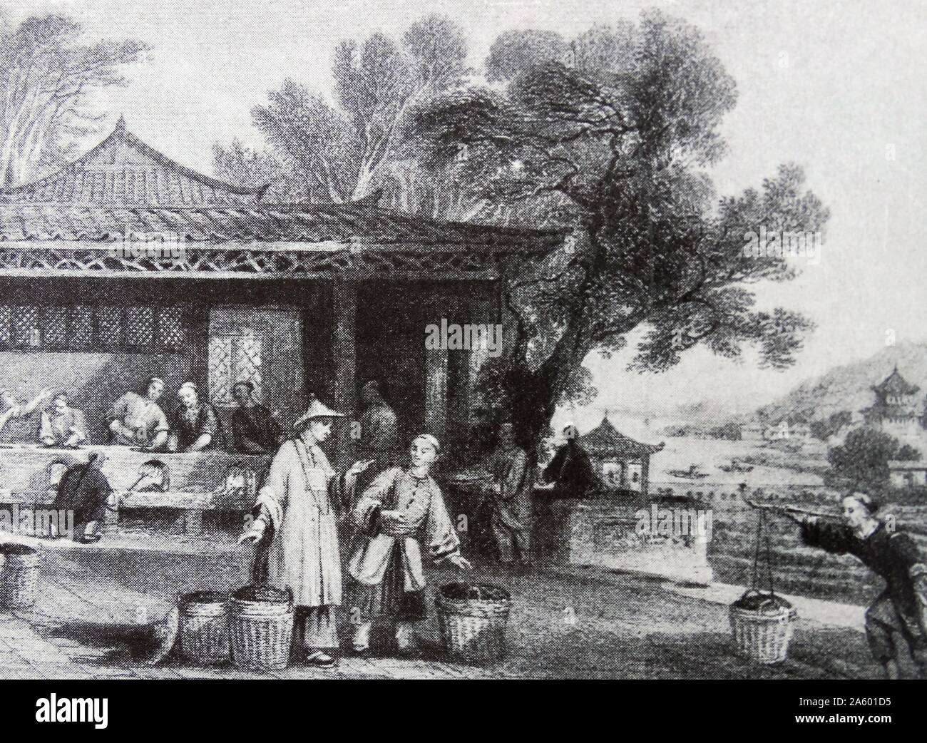 Plantation de thé chinois du 18e siècle ; Banque D'Images