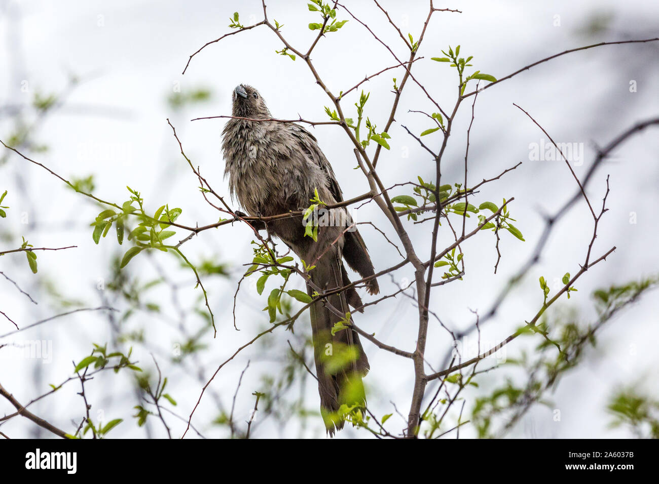 Rendez-voiture gris oiseau posé sur une branche après la pluie, la Namibie, l'Afrique Banque D'Images