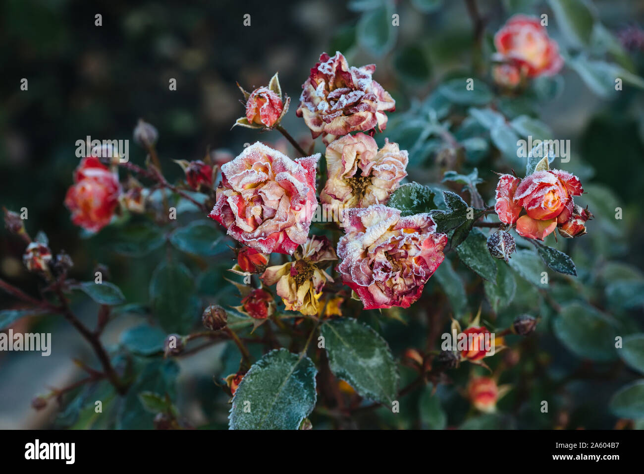 Frozen roses après le gel de nuit en automne, tonique nature background Banque D'Images