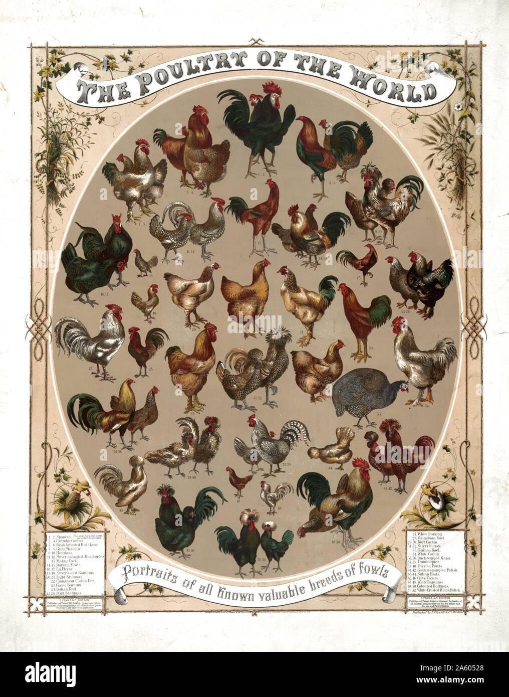 Cinquante-deux types de poulets identifiés dans une affiche intitulée "Les volailles du monde--portraits de toutes les races précieuses de coqs' Banque D'Images