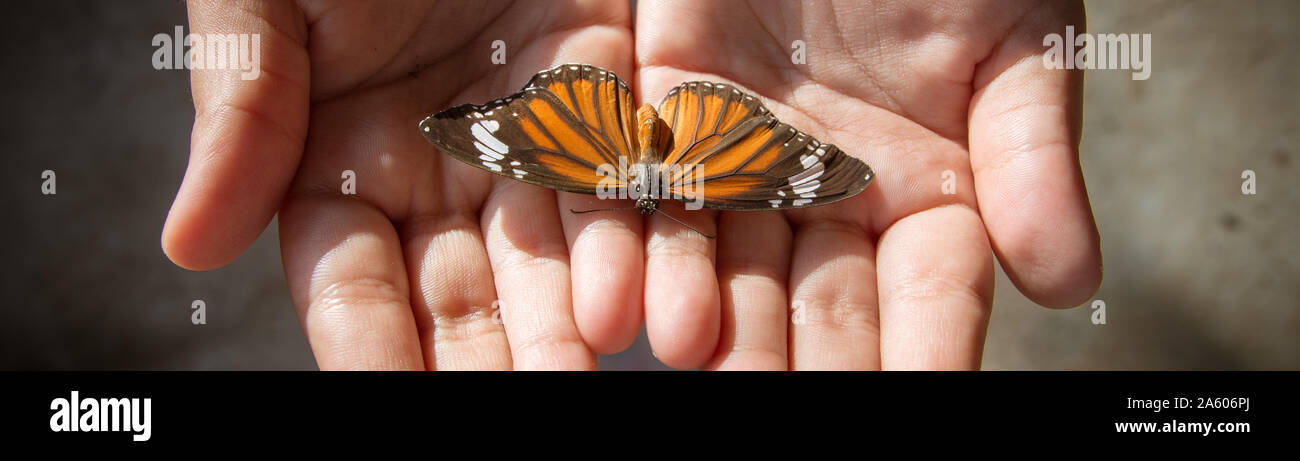 Un enfant tenant un papillon orange dans les mains. Close up et la nature de l'image concept de la petite enfance Banque D'Images