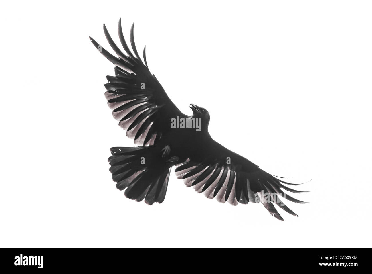 Corneille isolés avec des ailes entièrement ouvert Banque D'Images