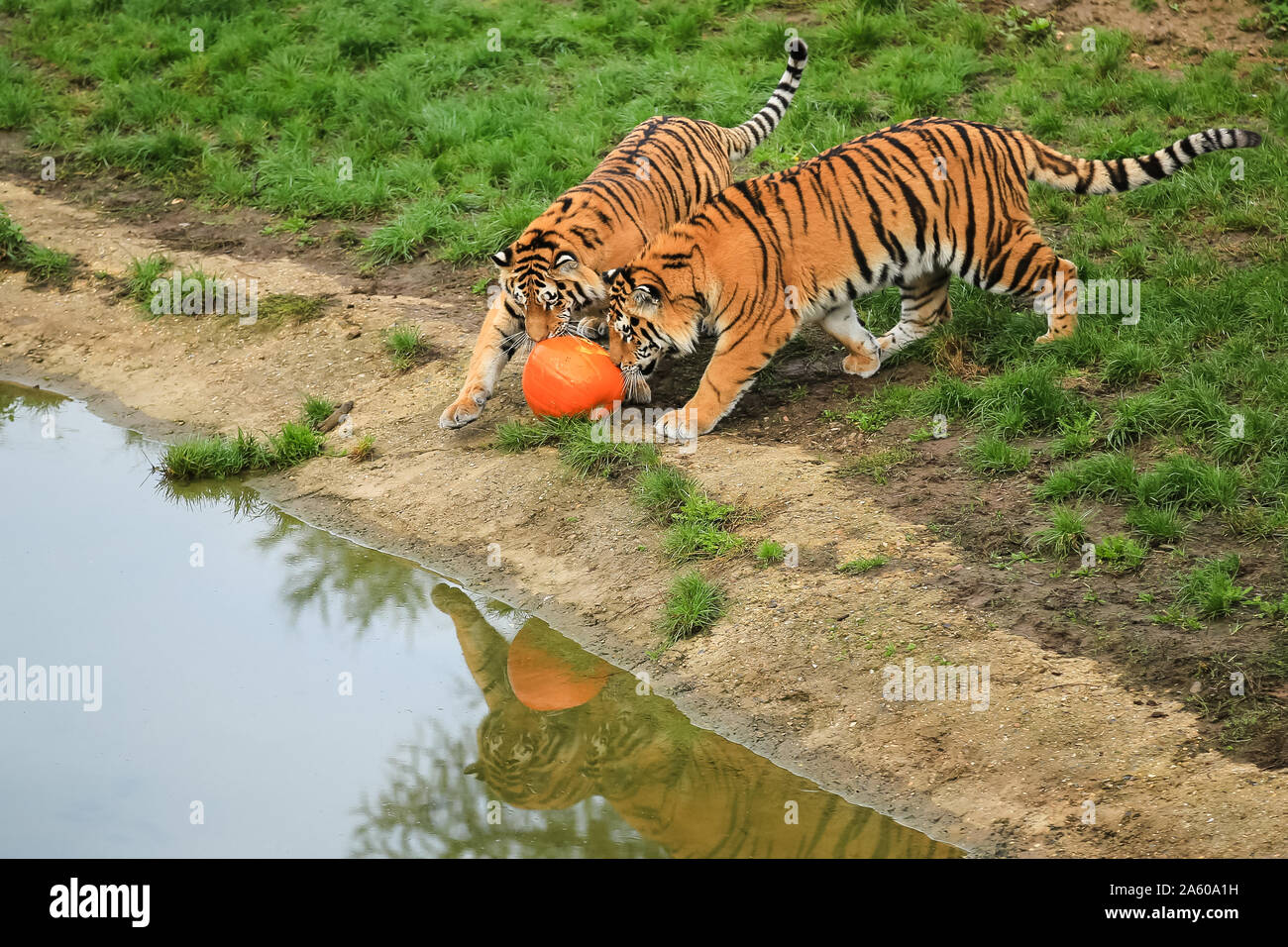 Dunstable, UK. 23 Oct, 2019. ZSL zoo de Whipsnade lancer l'Assemblée Boo au Zoo pour Halloween donnant un ans de disparition des tigres de l'amour, Makari, Dmitri et le tsar, d'énormes citrouilles sculptées brossé avec parfums intrigants dont le sang et cataire. Crédit : Chris Aubrey/Alamy Live News Banque D'Images