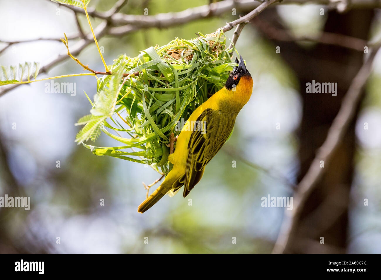 Yellow bird weaver masqué la construction d'un nid, Namibie, Afrique Banque D'Images