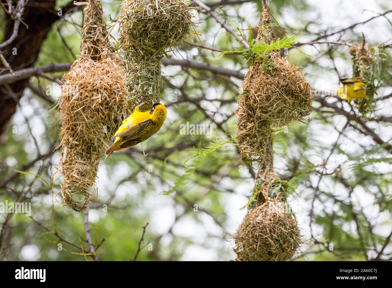 Masqué jaune weaver oiseaux construire un nid, Namibie, Afrique Banque D'Images