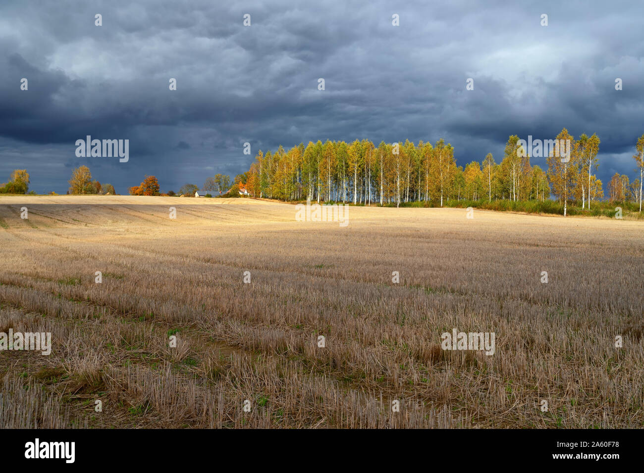 Champ fauché dans un contexte de forêt d'automne Banque D'Images