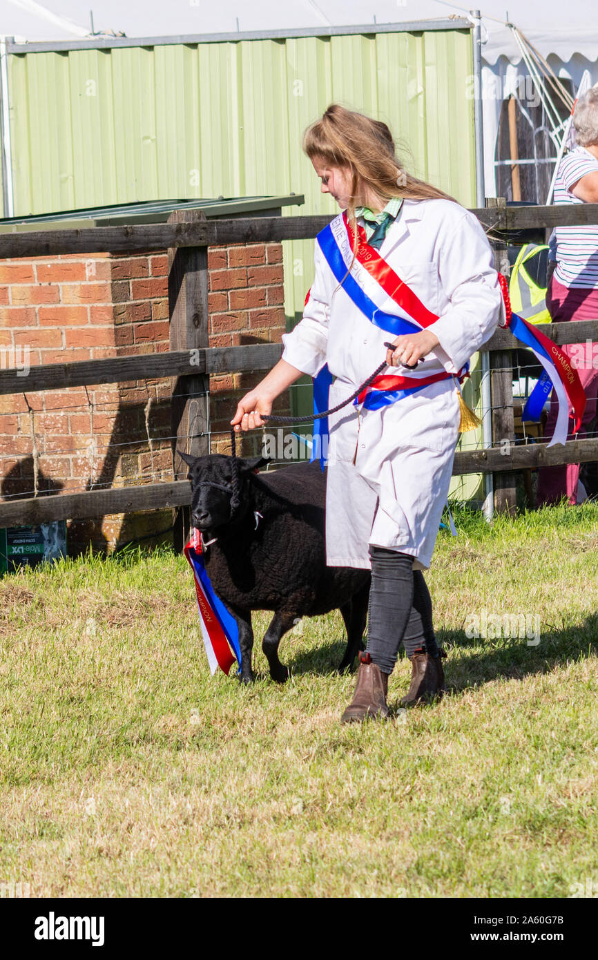 La grande parade de l'élevage est mené par la Cour suprême à la brebis champions Frome Cheese Show 14 Septembre 2019 Banque D'Images