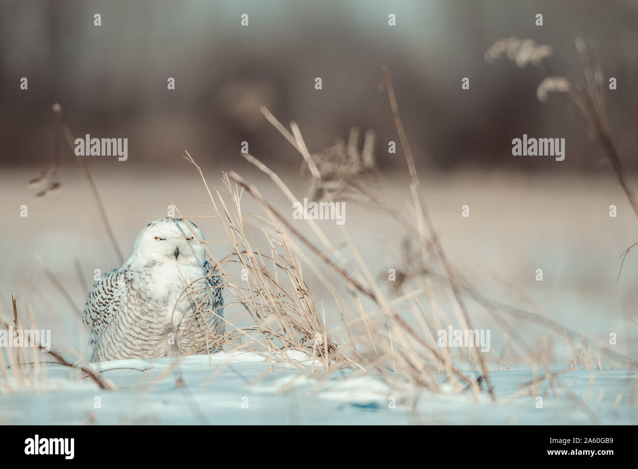 Snowy Owl perching dans la neige froide Banque D'Images