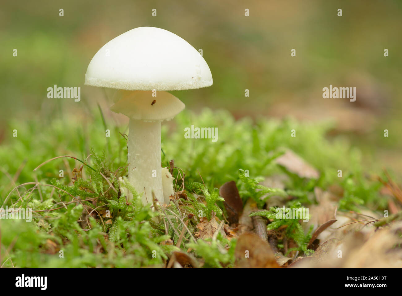 Amanita phalloides - la peine de PAC, est un champignon basidiomycète toxiques, l'un des nombreux dans le genre Amanita. Banque D'Images