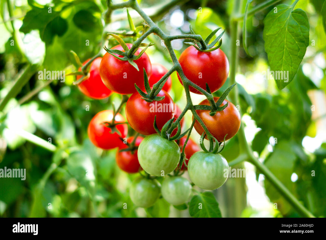 Organic plant de tomate, tomates rouges et vertes Banque D'Images