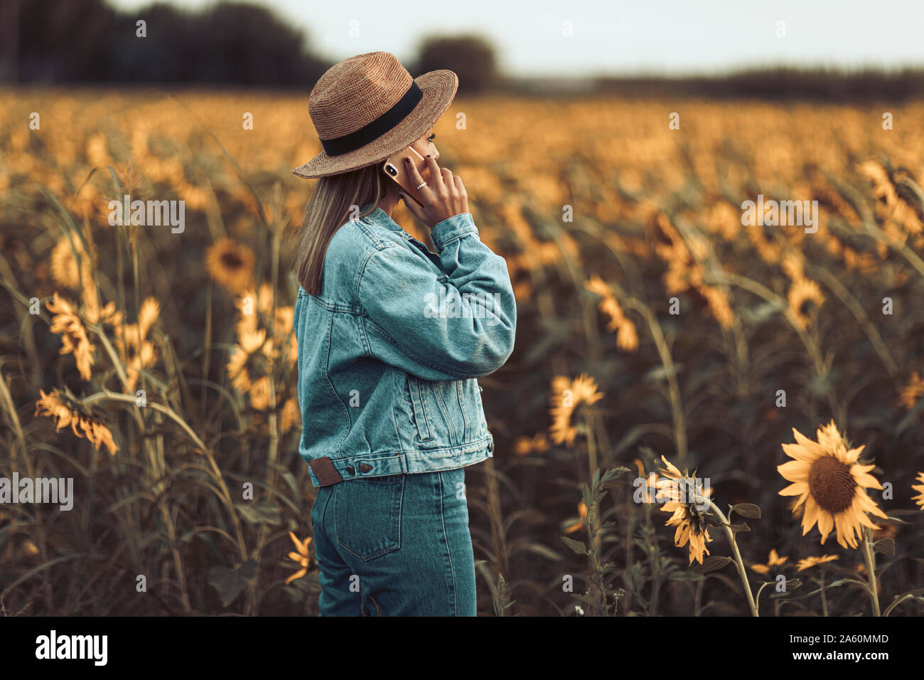 Jeune fille à la veste en jean bleu et un chapeau appelant dans un champ de tournesols dans la soirée Banque D'Images