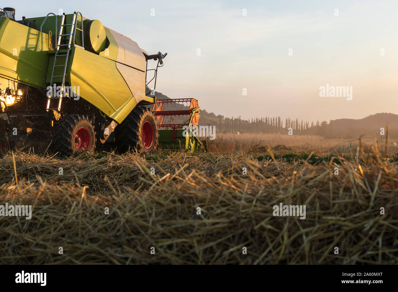 L'agriculture biologique, champ de blé, la récolte à la moissonneuse-batteuse dans la soirée Banque D'Images