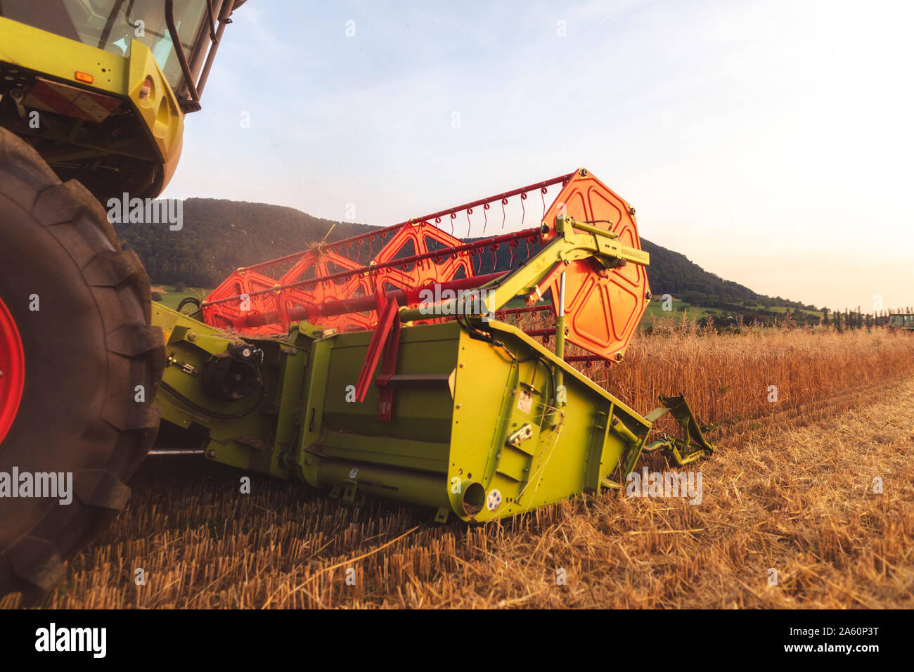 L'agriculture biologique, champ de blé, la récolte à la moissonneuse-batteuse dans la soirée Banque D'Images