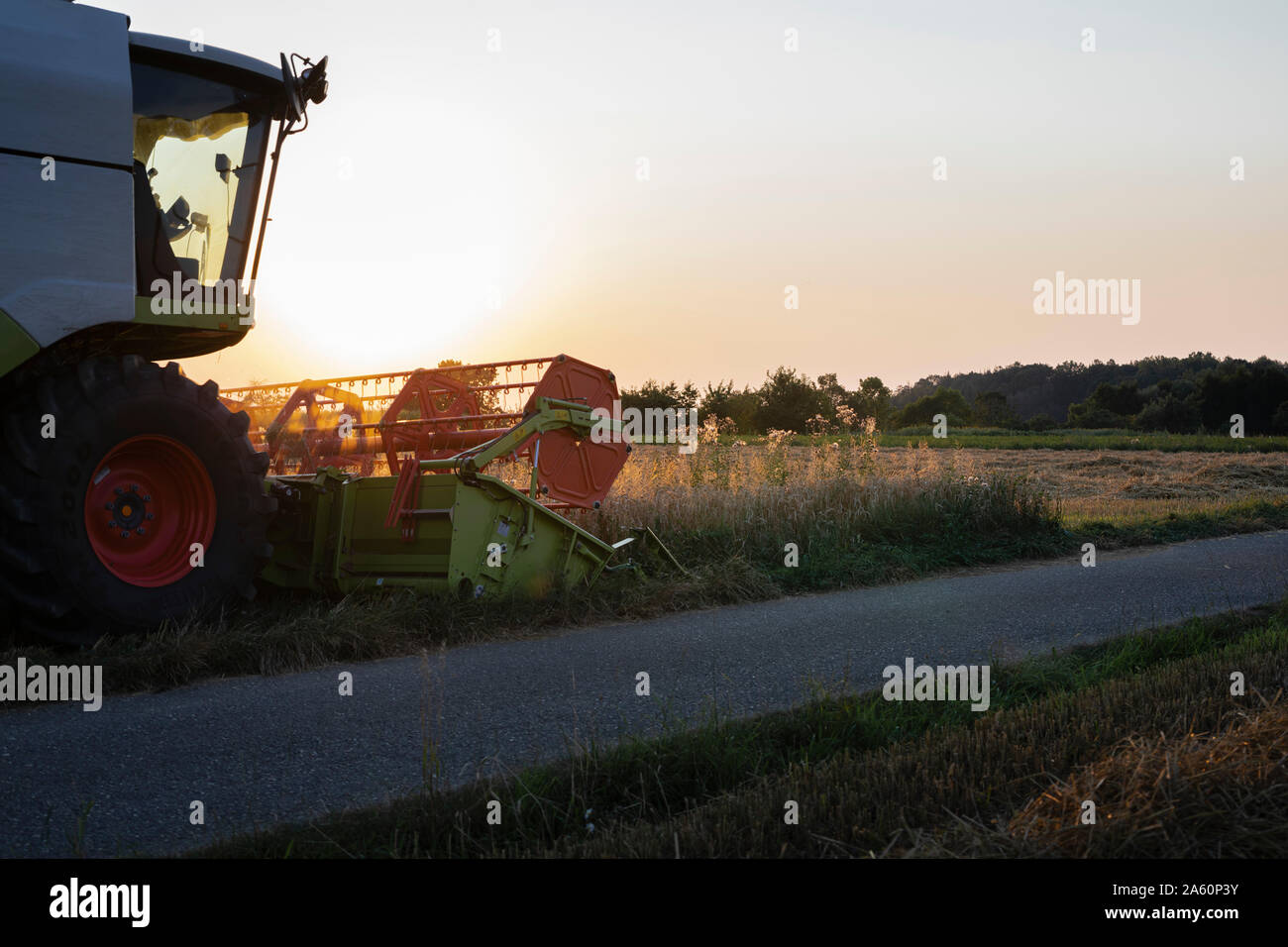 L'agriculture biologique, champ de blé, la récolte à la moissonneuse-batteuse dans la soirée Banque D'Images