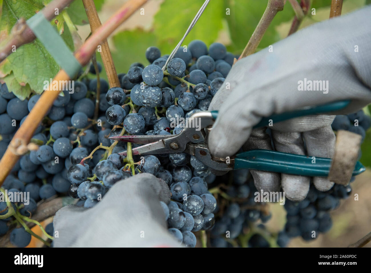 Vue de la récolte de raisins récolte les mains Banque D'Images