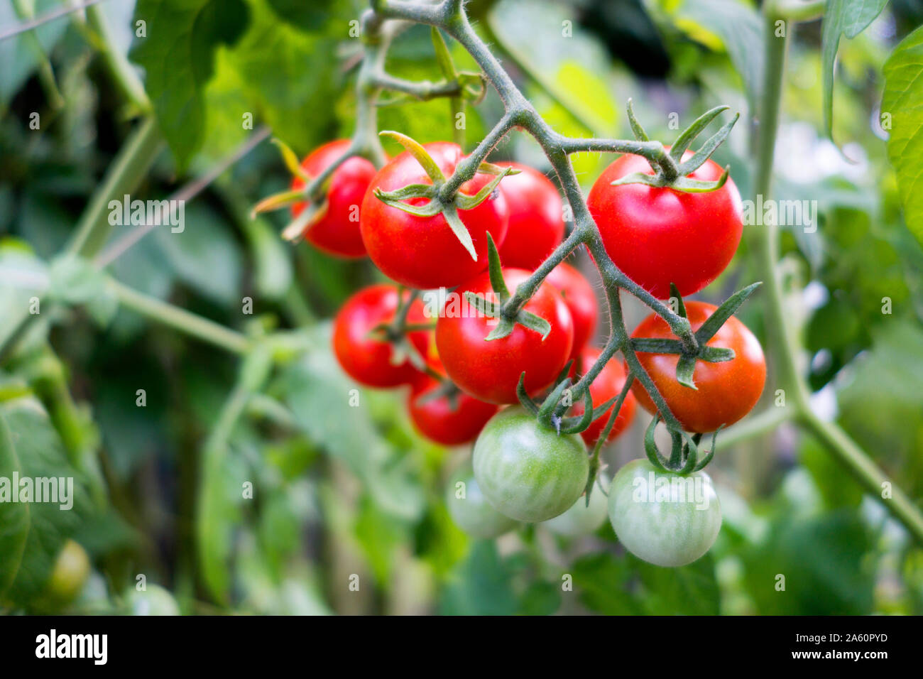 Organic plant de tomate, tomates rouges et vertes Banque D'Images