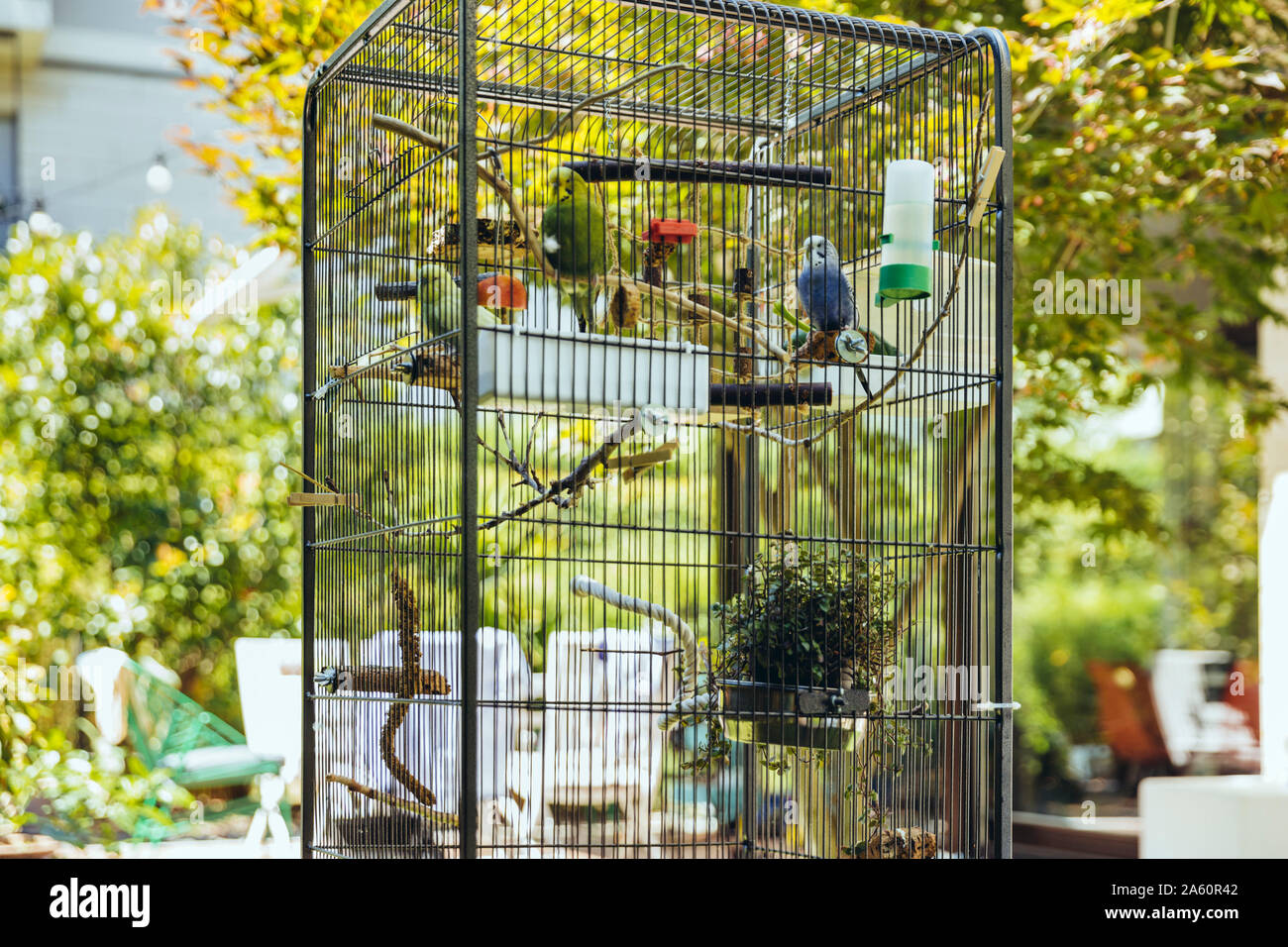 Les perruches assis dans une cage sur une branche Banque D'Images
