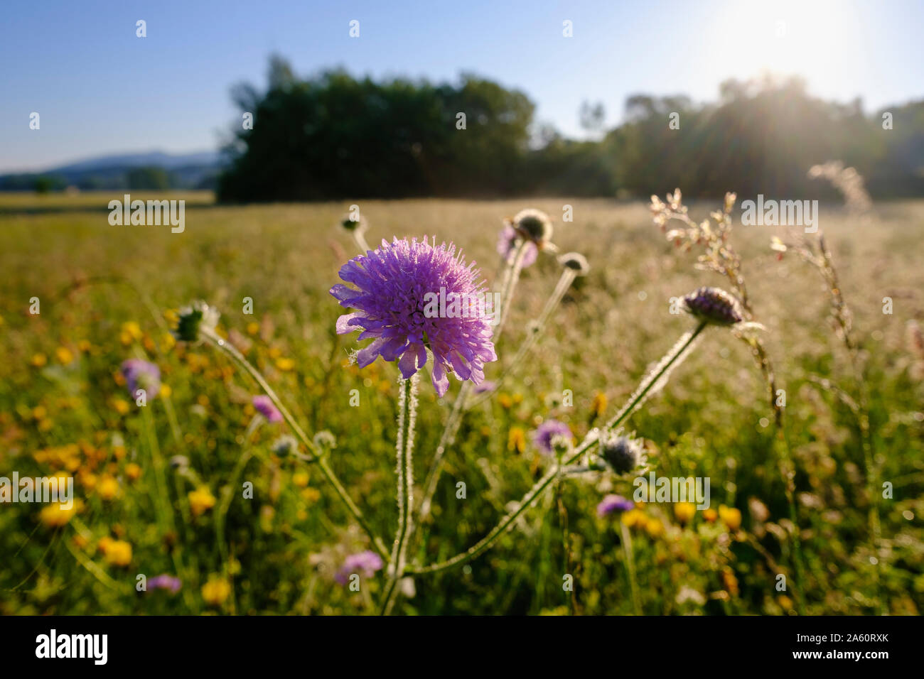 Close-up of purple flower blooming meadow en Bavière, Allemagne Banque D'Images