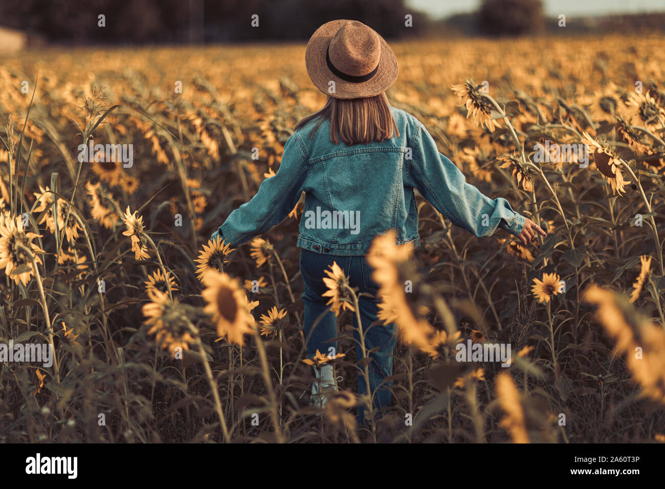 Vue arrière du jeune femme avec chapeau et veste jeans dans un champ de tournesols au coucher du soleil à Lleida Banque D'Images