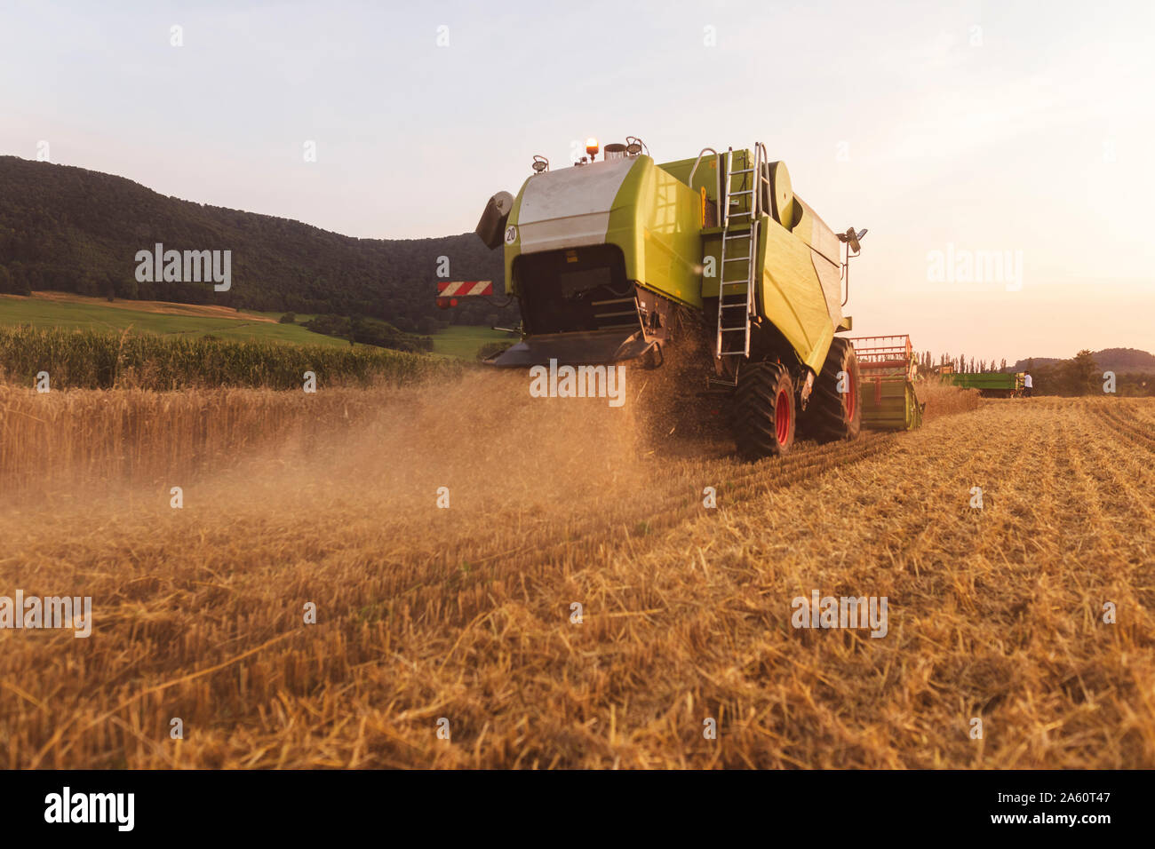 L'agriculture biologique, champ de blé, la récolte à la moissonneuse-batteuse dans la soirée Banque D'Images