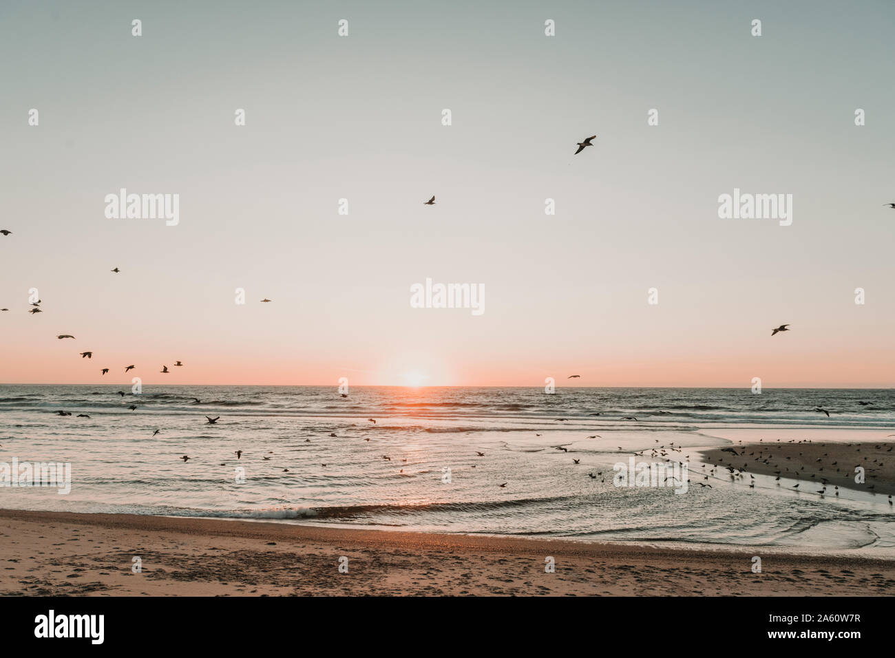 Vue sur les oiseaux en plein vol sur la plage au coucher du soleil, Costa Nova, Portugal Banque D'Images