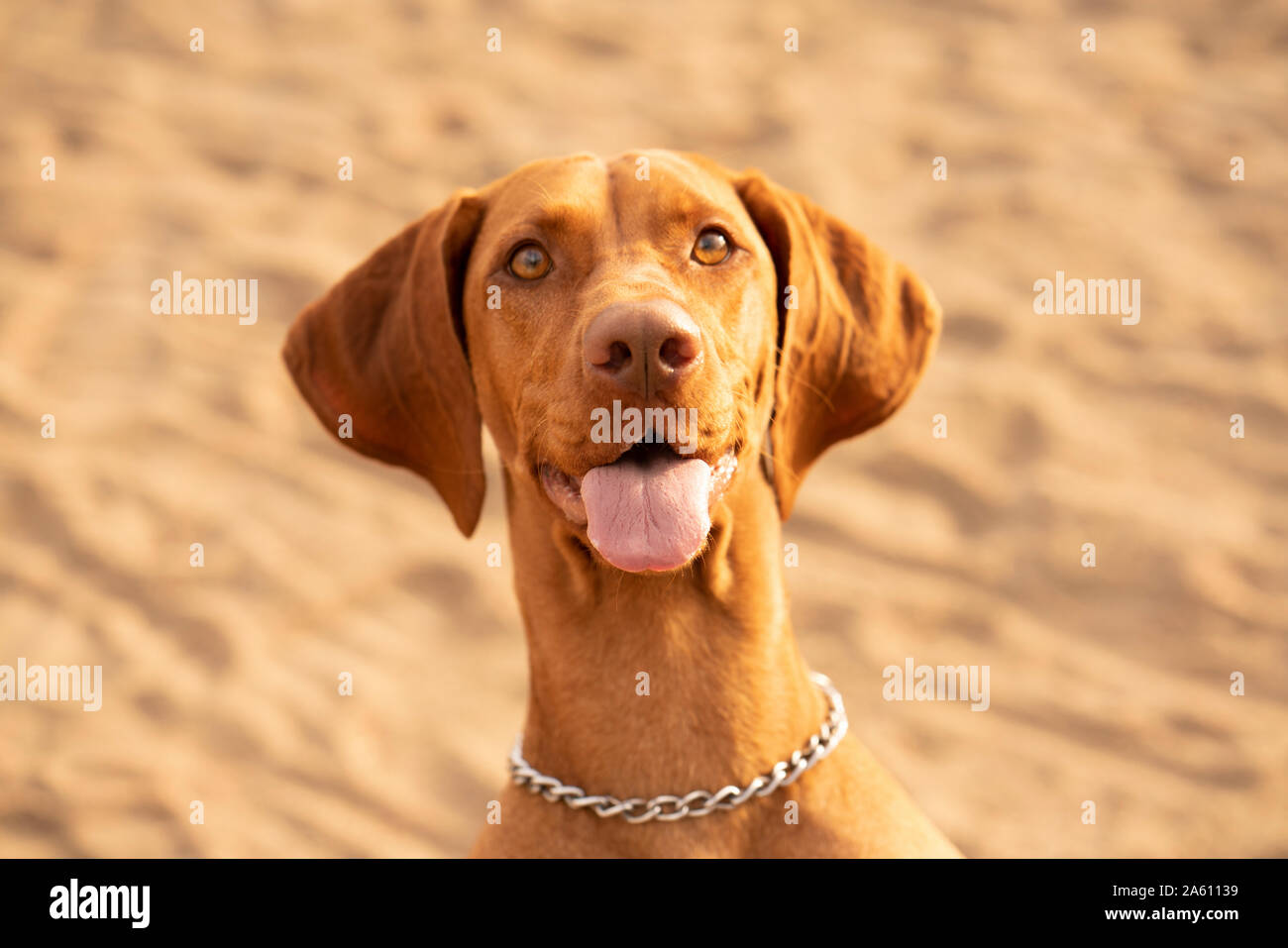 Portrait de Braque Allemand marron Banque D'Images