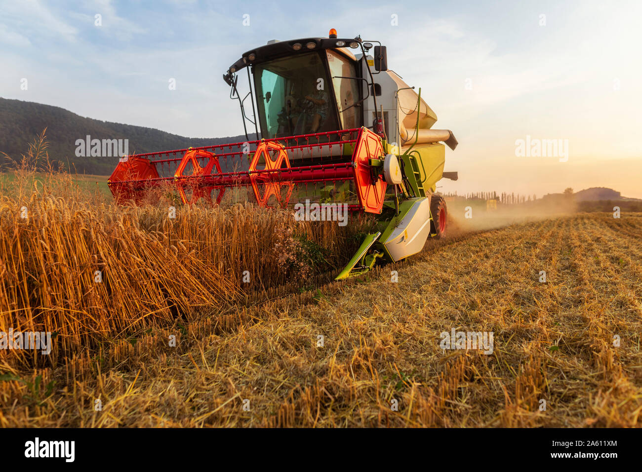 L'agriculture biologique, champ de blé, la récolte à la moissonneuse-batteuse dans la soirée Banque D'Images