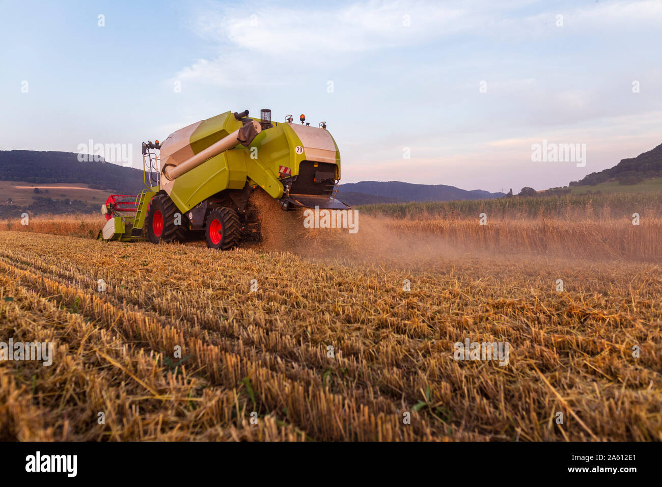 L'agriculture biologique, champ de blé, la récolte à la moissonneuse-batteuse dans la soirée Banque D'Images