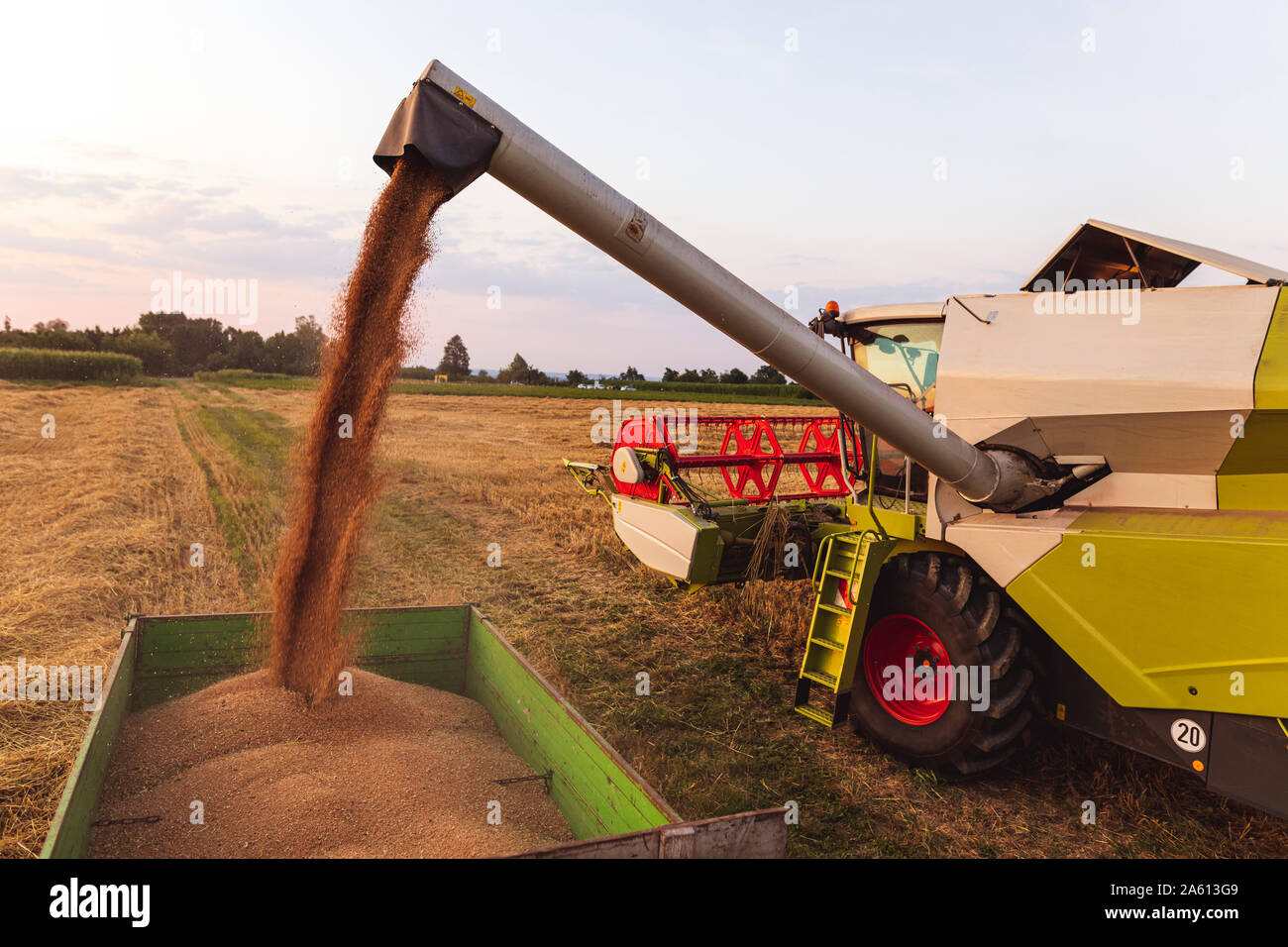 L'agriculture biologique, champ de blé, la récolte à la moissonneuse-batteuse dans la soirée Banque D'Images