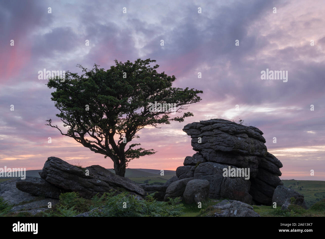 Arbre d'aubépine et de granite tor au coucher du soleil, Dartmoor National Park, Devon, Angleterre, Royaume-Uni, Europe Banque D'Images
