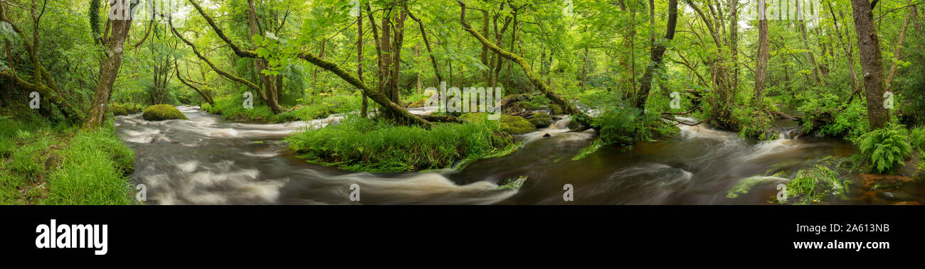 River Teign en plein essor au printemps, Dartmoor, dans le Devon, Angleterre, Royaume-Uni, Europe Banque D'Images