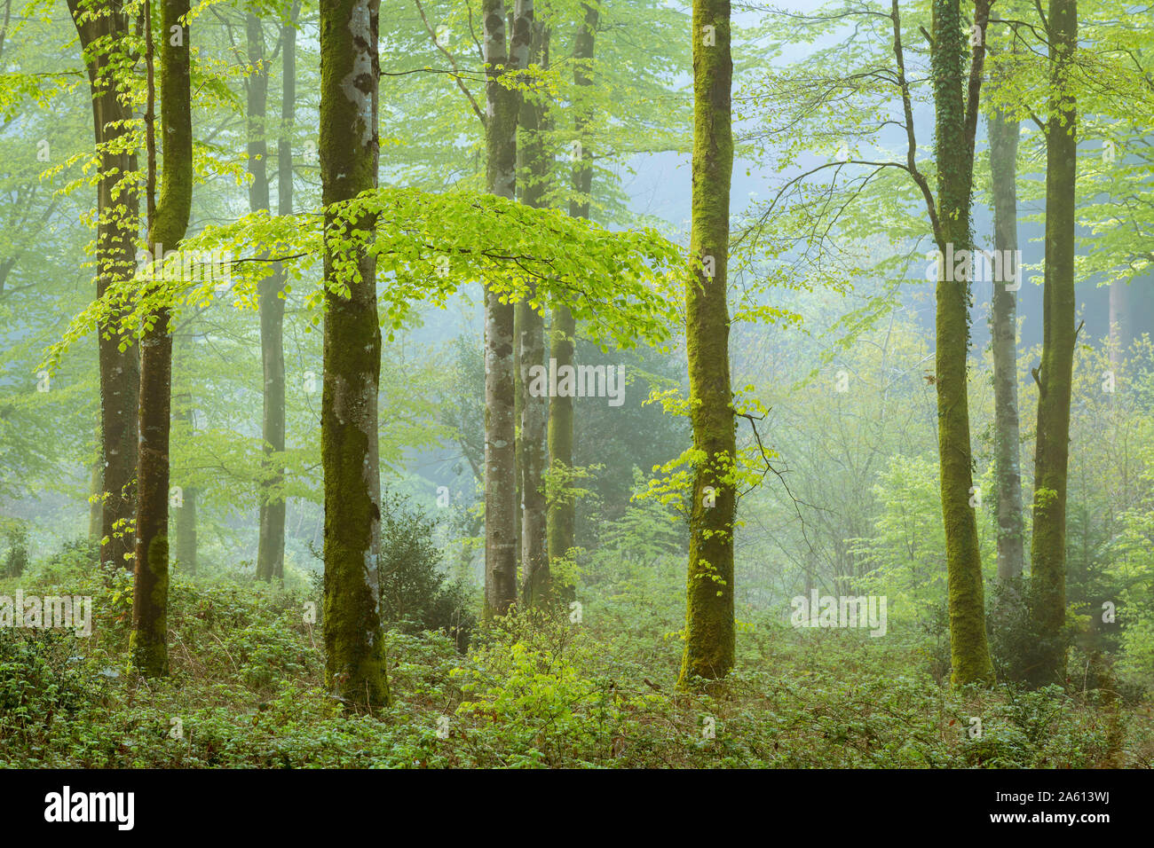 Matin brumeux au printemps dans un caduques, Bodmin, Cornwall, Angleterre, Royaume-Uni, Europe Banque D'Images